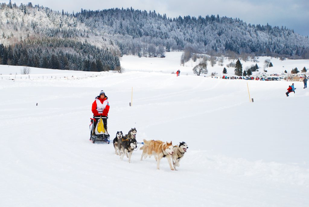 Course de chiens dans le Jura