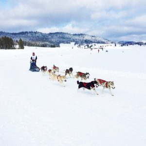 Course de chiens de traineau dans le Jura